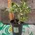 ランキングキーワードに紐づく投稿画像-観葉植物