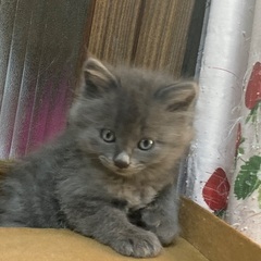 ふわふわグレーの女の子🐱 − 広島県