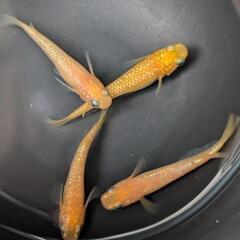 紅華メダカ 手渡し【大分市】めだかの画像