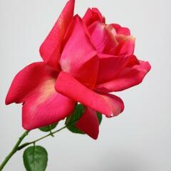 フランフラン　花瓶の画像