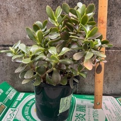 金のなる木　観葉植物の画像