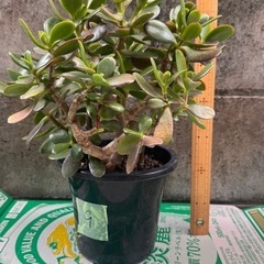 金のなる木　観葉植物