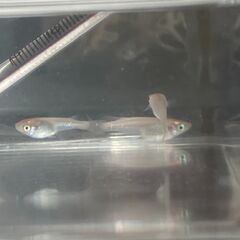 ヒメダカの幼魚5匹,ｵｽ&ﾒｽ(自宅で生まれた子)。1.5cm～...