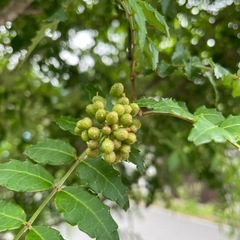 12日朝摘み無農薬＜山椒の実＞