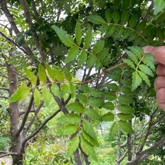12日朝摘み〈山椒の葉〉無農薬