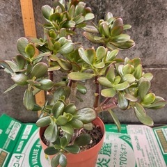 金のなる木　観葉植物の画像
