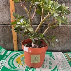 金のなる木　観葉植物