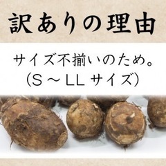 群馬県産【訳あり】里芋 