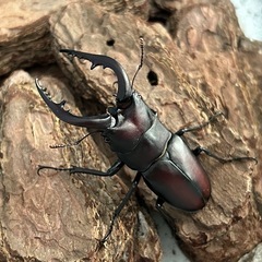 ノコギリクワガタ ♂単品
