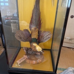 【交渉中につき一時停止】鳥の標本
