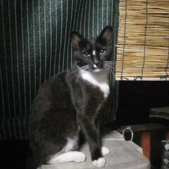 猫探し
