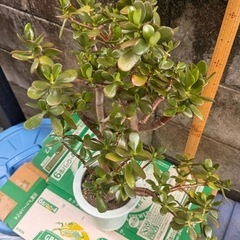金のなる木　観葉植物の画像