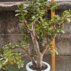 金のなる木　観葉植物