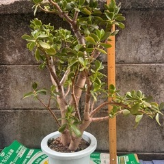 金のなる木　観葉植物の画像