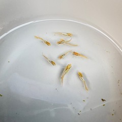 メダカ　琥珀ヒカリ　