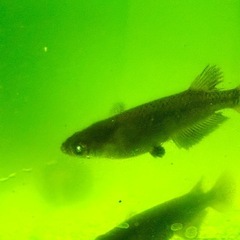 値下げしました‼️黑天幻龍の卵　写真の数全部　1名限定