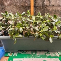 金のなる木　観葉植物