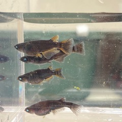 炎天神龍🐉極上５匹　２ペア➕1 メダカ　めだか　②