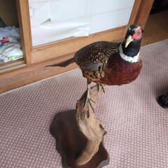 きじの剥製の画像