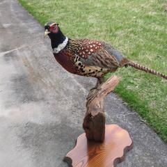 きじの剥製の画像