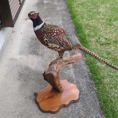 きじの剥製の画像