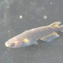 めだか【メダカ】星田めだか様血統五式タイプR　1ペア+♂1