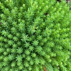 セダム 多肉植物