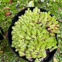 マンネングサ属万年草