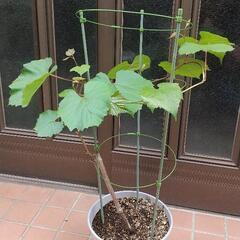 ブドウ（巨峰）行灯仕立て-2年目
