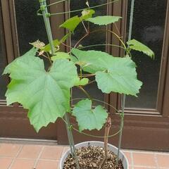 ブドウ（巨峰）行灯仕立て-2年目の画像