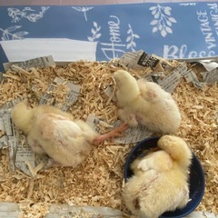 ひよこ3羽　性別不明（素敵な里親候補の方とお話を進めています） - その他