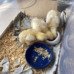 ひよこ3羽　性別不明（素敵な里親候補の方とお話を進めています） − 茨城県