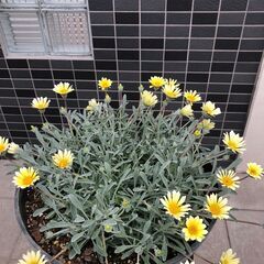 大型鉢植え　ガザニア