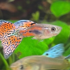 【2ペア4匹】グッピー稚魚ブルーorレッドグラスリボンペア(生後...