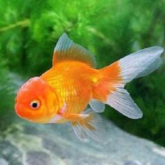 金魚 オランダ獅子頭の卵