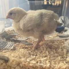 ひよこ3羽　性別不明（素敵な里親候補の方とお話を進めています） - 里親募集