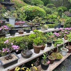花　盆栽