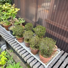 花　盆栽