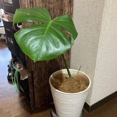 モンステラ