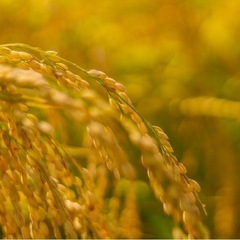 げんきつくし　令和6年産　玄米　30キロ