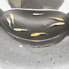 メダカ　ラメ王