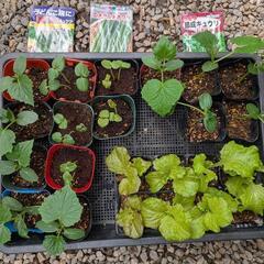 野菜苗