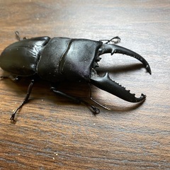 パラワンオオヒラタ　の画像