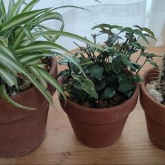 オリズルラン　ブライダルベール　サボテン　観葉植物　苗　