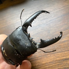 パラワンオオヒラタ　の画像