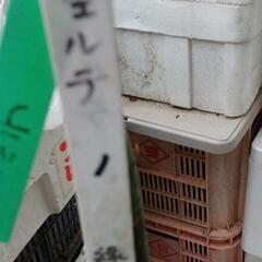 ★アボカド苗1　フェルテの画像