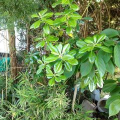 トベラ　庭木　生垣　植物
