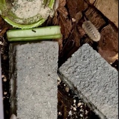 🉐 希少 ダンゴムシ ランサカ アルビノ 10匹（増量）の画像