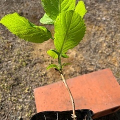 紫陽花(アジサイ)1年生の画像