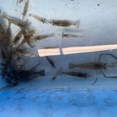 🦐スジエビ＆手長エビ推定２００匹🦐⭐️ペットでも釣り餌としても使える万能エビです✨の画像